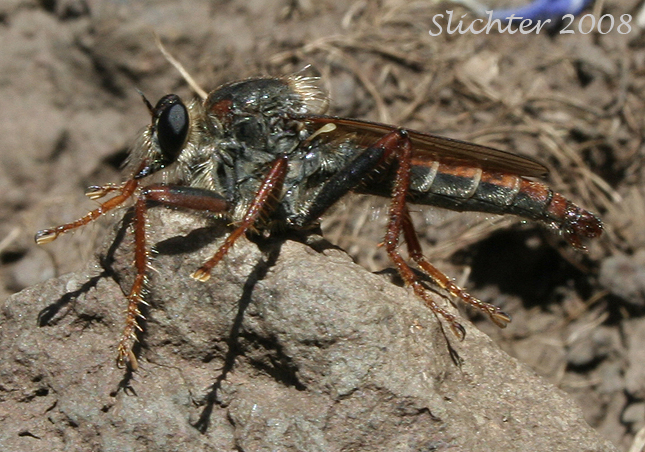 Robber Fly as seen above the Snake River along the trail between Buckhorn Lookout and Eureka Bar in Wallowa-Whitman N.F......June 27, 2008.
