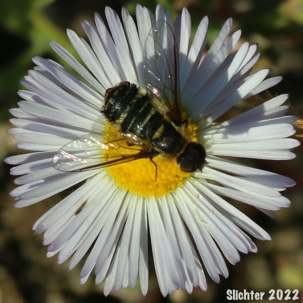 A syrphid fly nectaring upon the disk flowers of spreading fleabane (Erigeron divergens) at a private residence on a prehistoric Missoula Flood sandbar located between Five Mile and the Little Spokane River, Spokane County, WA.....October 2, 2022.