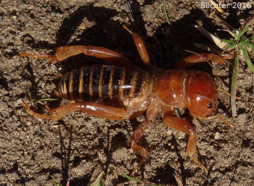 Jerusalem Cricket, Sand Cricket: Stenopelmatus sp.