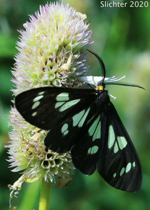 Police Car Moth: Gnophaela vermiculata
