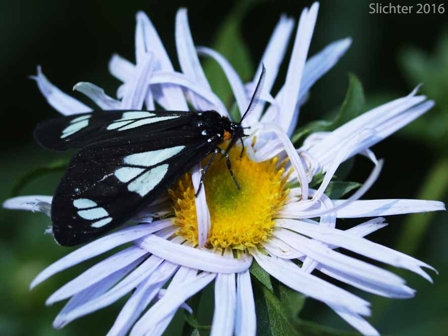 Police Car Moth: Gnophaela vermiculata