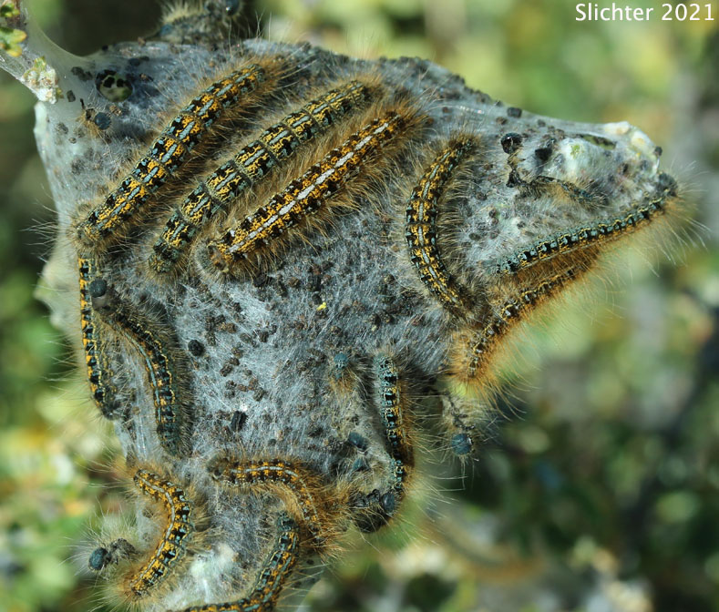 Western Tent Caterpillar: Malacosoma californicum