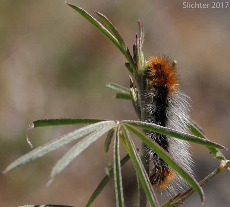 Ranchman's Tiger Moth (Platyprepia virginalis)