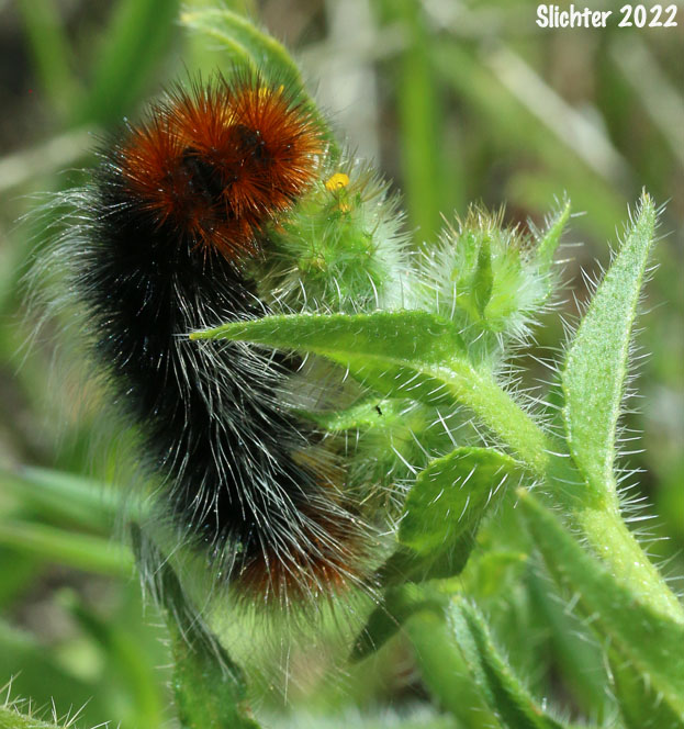 Ranchman's Tiger Moth (Platyprepia virginalis)