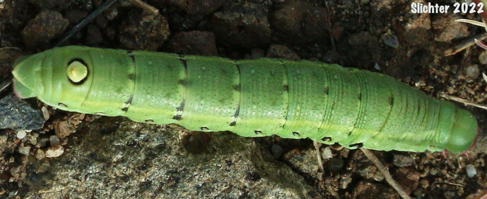Pacific Green Sphinx: Proserpinus lucidus