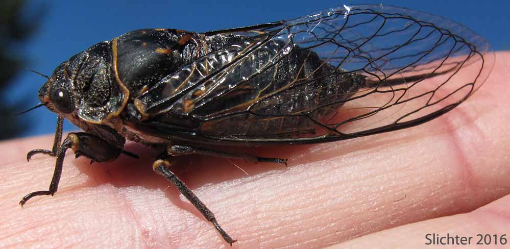 An unidentified cicada as seen on aspens at Hot Springs Campground, Hart Mt. National Antelope Refuge.........June 12, 2016.