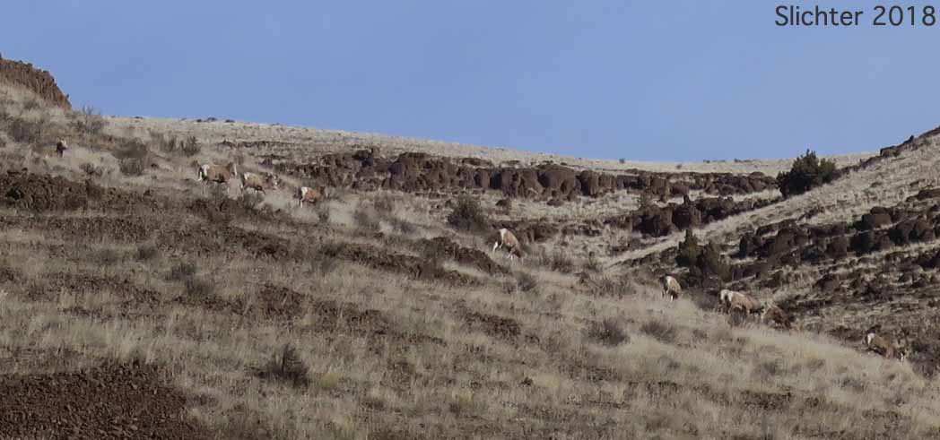 Bighorn Sheep, Mountain Sheep: Ovis canadensis