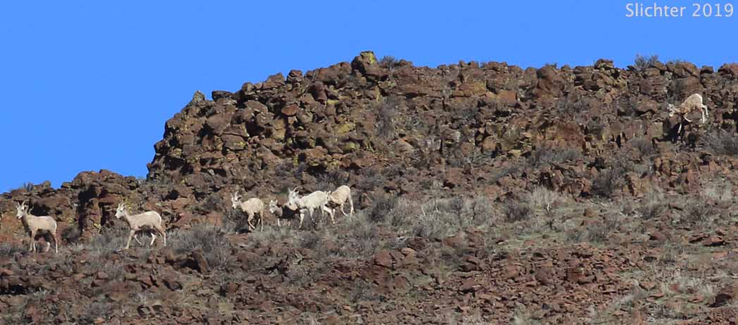 Bighorn Sheep, Mountain Sheep: Ovis canadensis