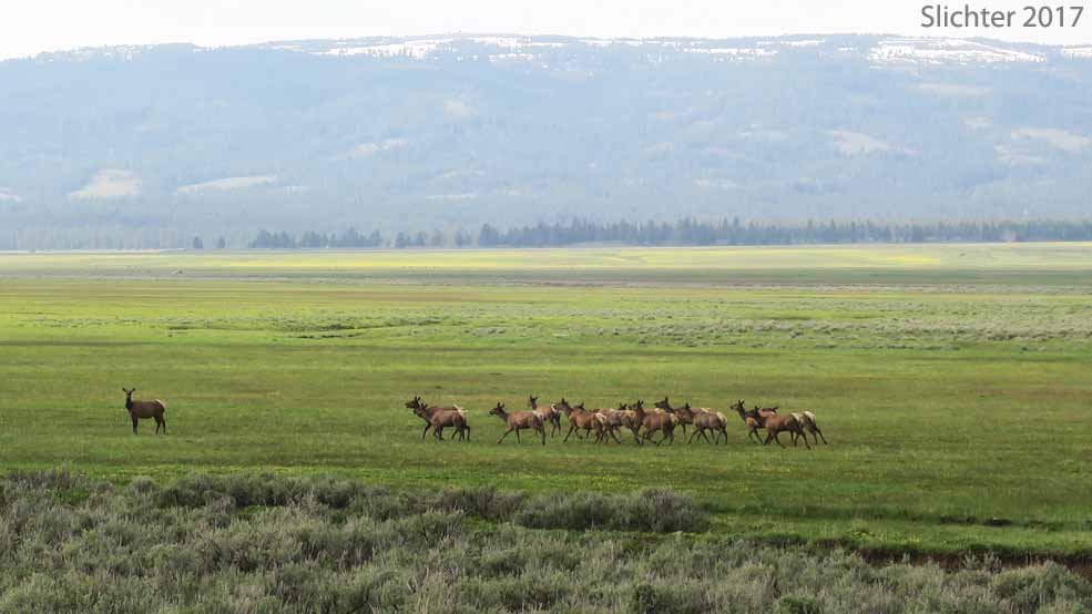 Rocky Mountain Elk, Wapiti: Cervus canadensis nelsonii