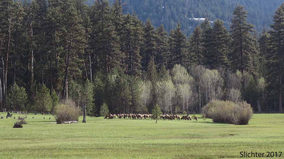 Rocky Mountain Elk, Wapiti: Cervus canadensis nelsonii