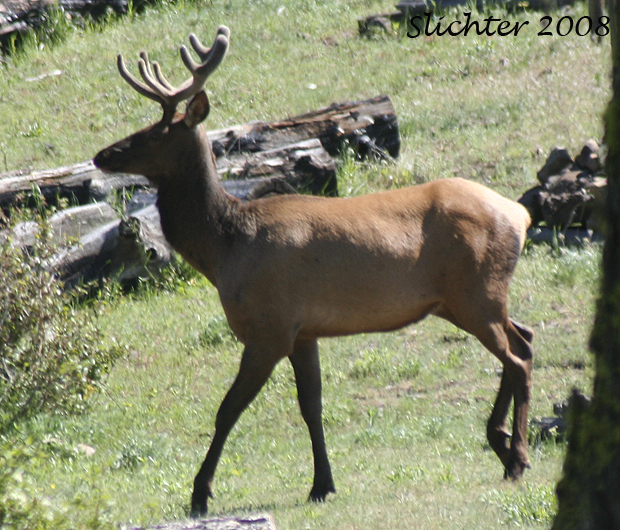 Young bull elk near Buckhorn Lookout