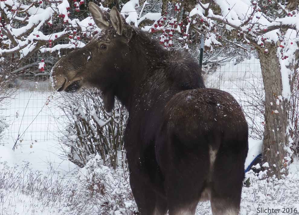 Moose: Alces alces