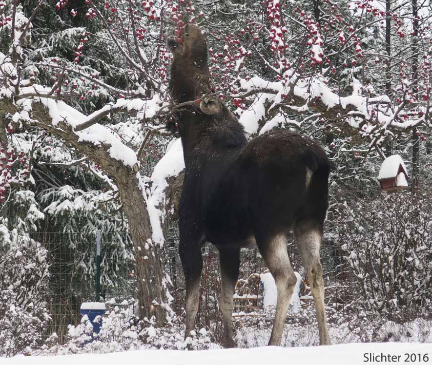 Moose: Alces alces
