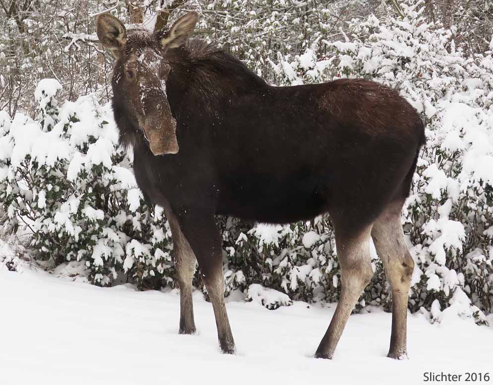 Moose: Alces alces