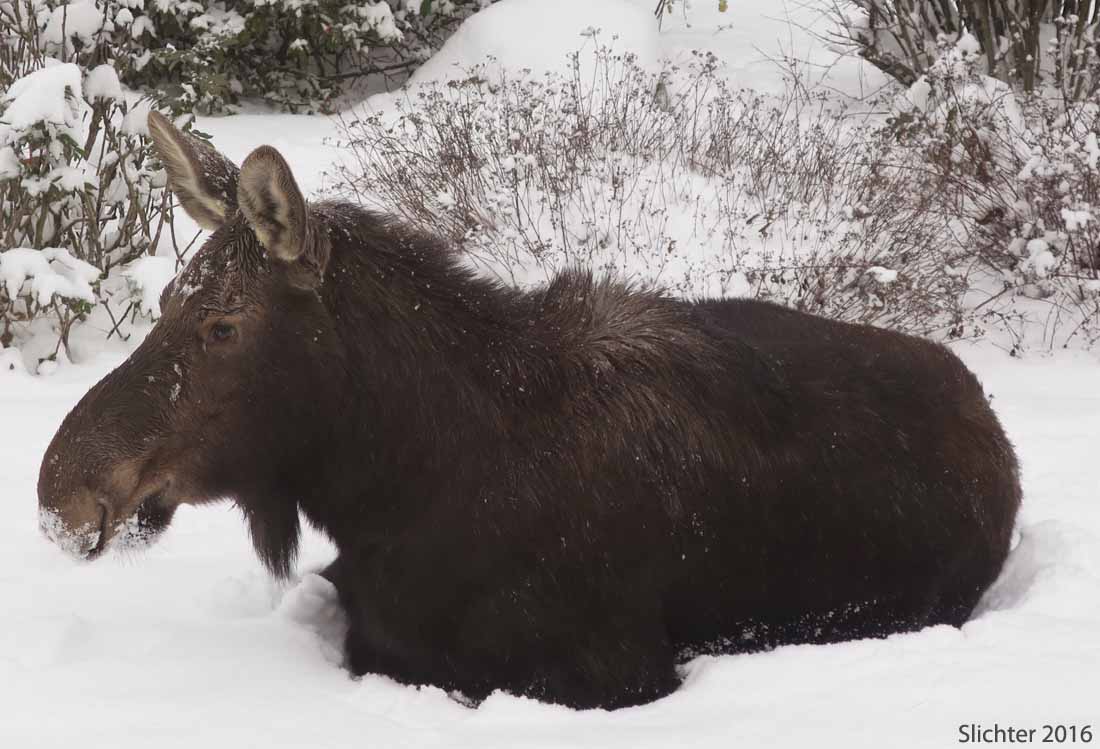 Moose: Alces alces
