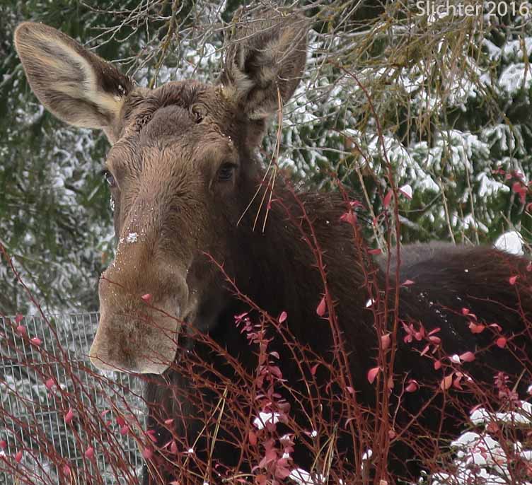 Moose: Alces alces