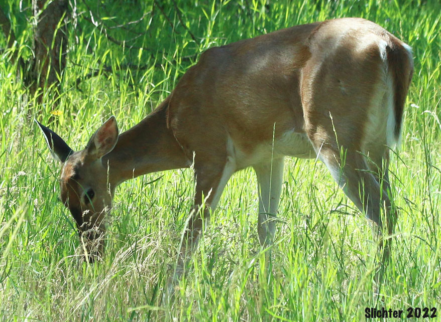 Pend Oreille White-tailed Deer: Odocoileus virginianus ochrourus