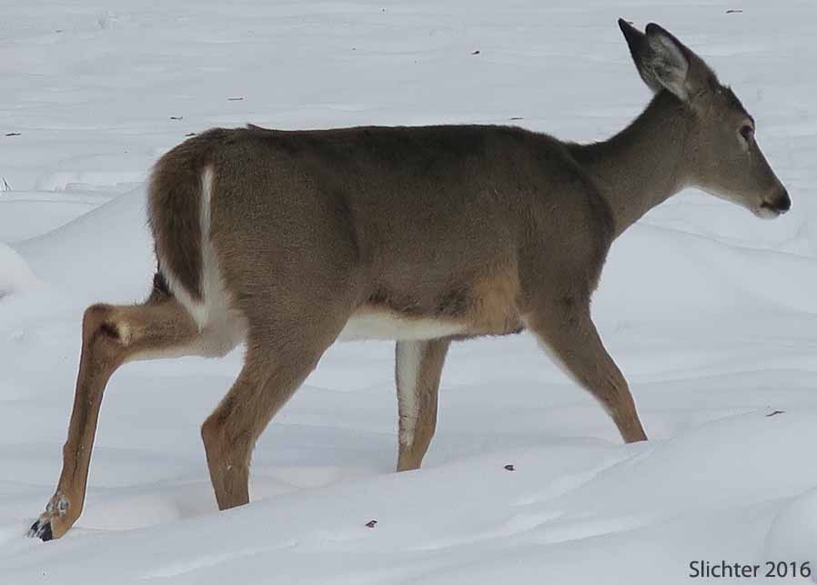 Pend Oreille White-tailed Deer: Odocoileus virginianus ochrourus
