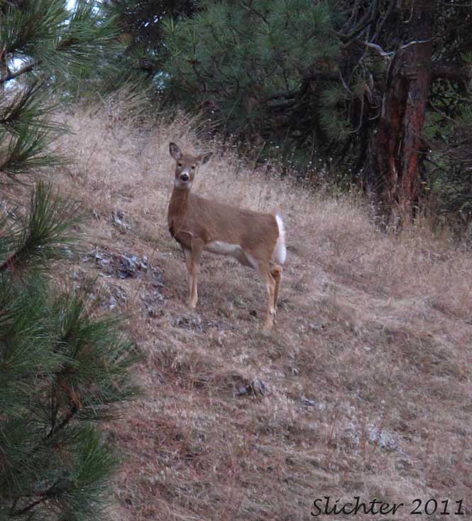 Pend Oreille White-tailed Deer: Odocoileus virginianus ochrourus