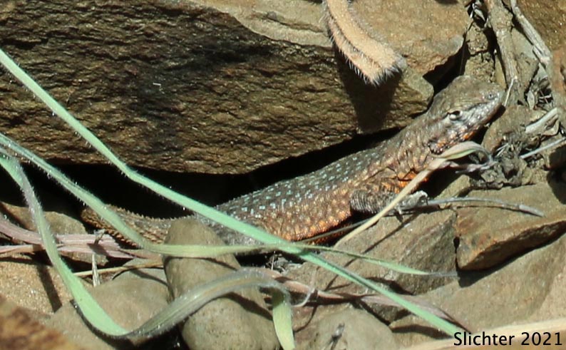 Side-blotched Lizard: Uta stansburiana