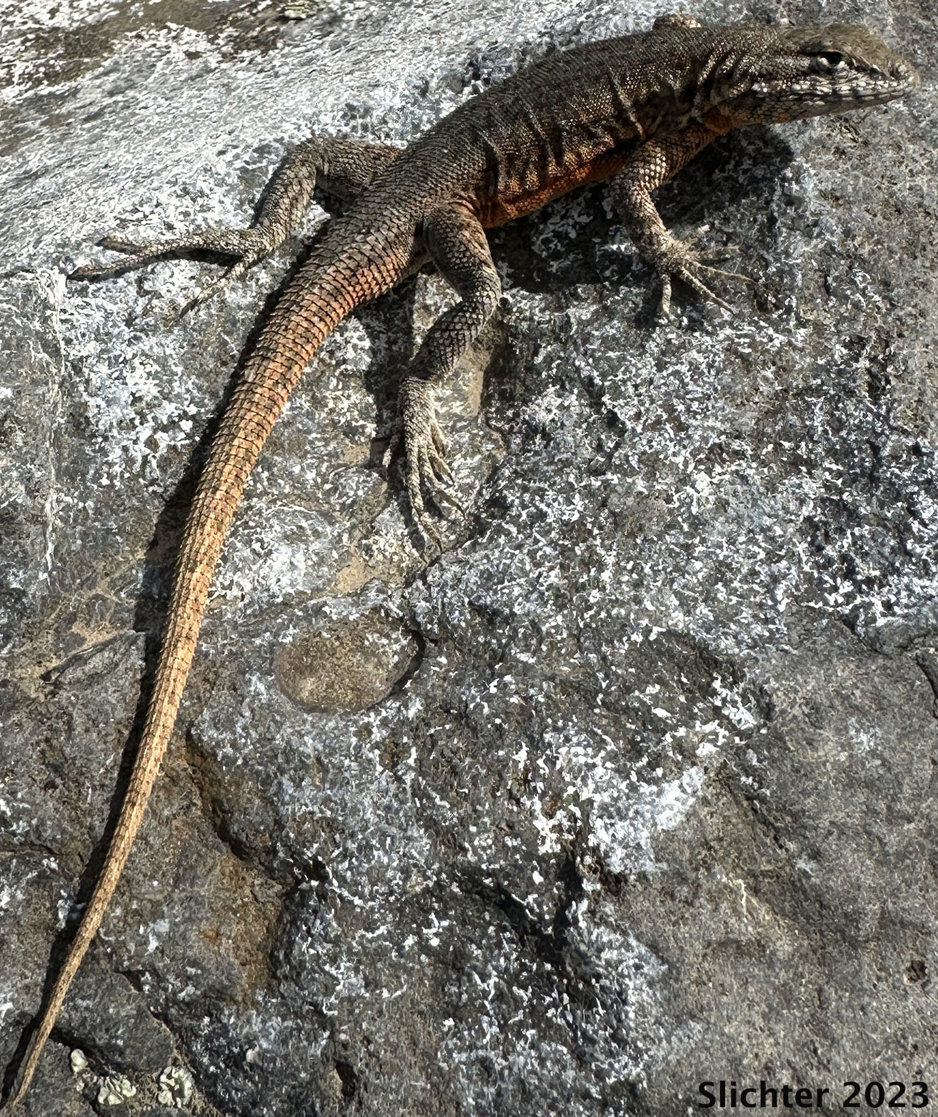 Side-blotched Lizard: Uta stansburiana