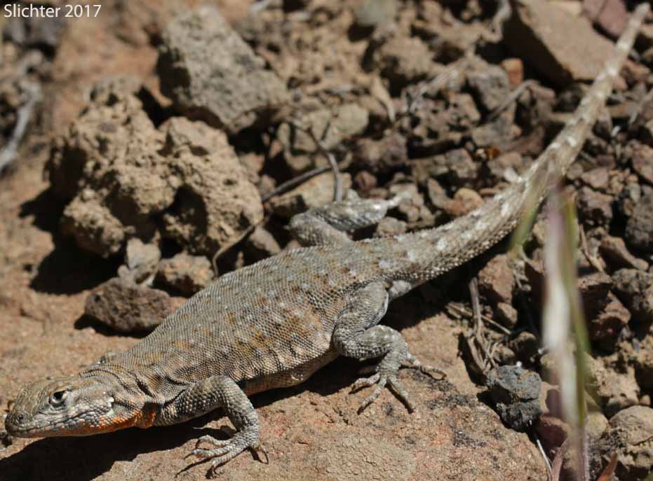 Side-blotched Lizard: Uta stansburiana