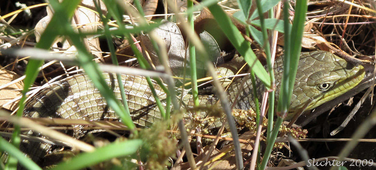Southern Alligator Lizard: Elgaria multicarinata