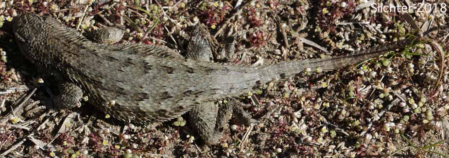 Western Fence Lizard: Sceloporus occidentalis