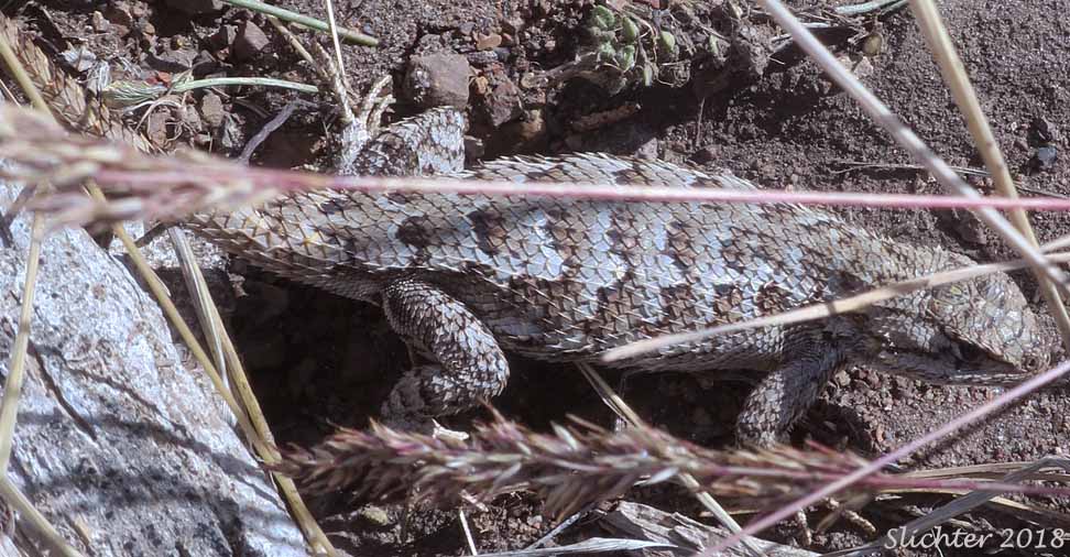 Western Fence Lizard: Sceloporus occidentalis