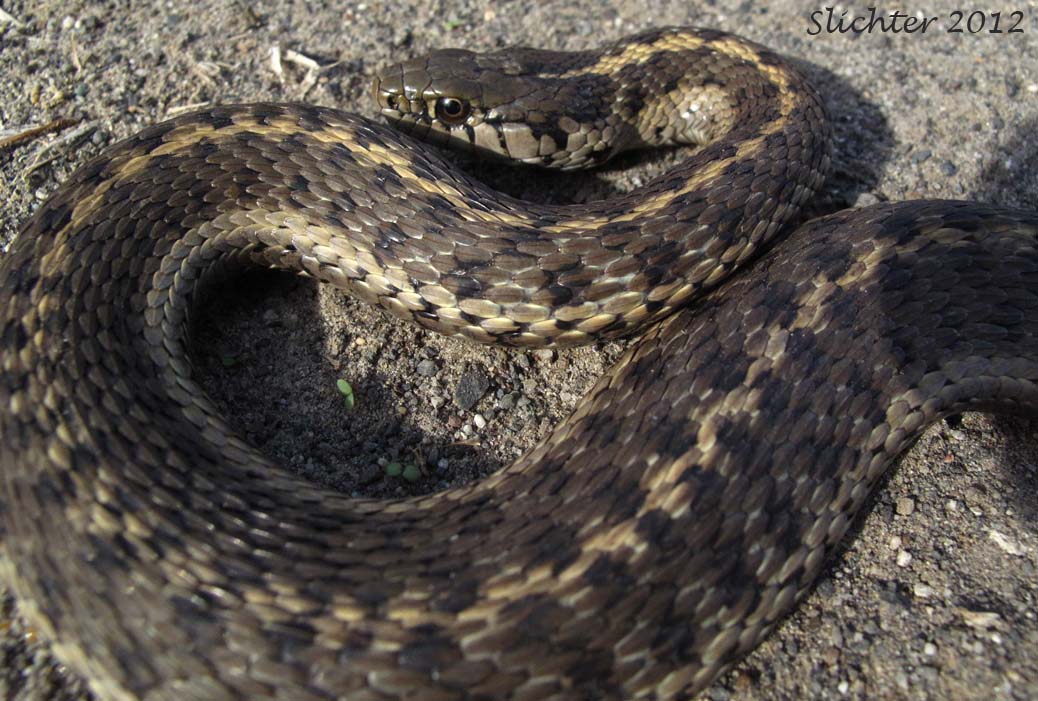 Western Terrestrial Garter Snake: Thamnophis elegans
