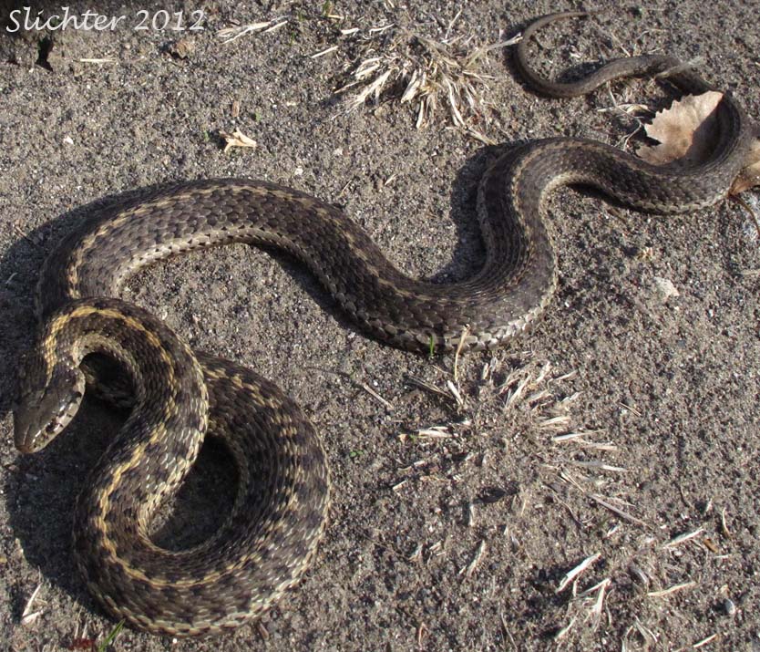 Western Terrestrial Garter Snake: Thamnophis elegans