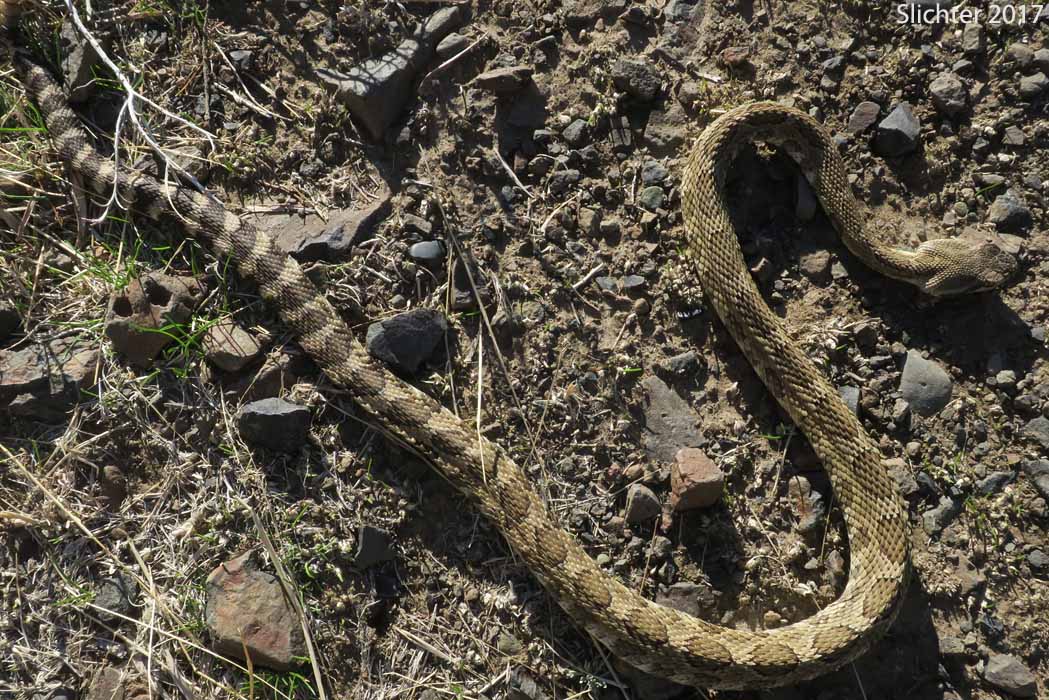 Western Rattlesnake: Crotalus viridis