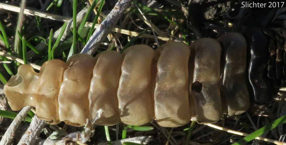 Rattles of Western Rattlesnake: Crotalus viridis
