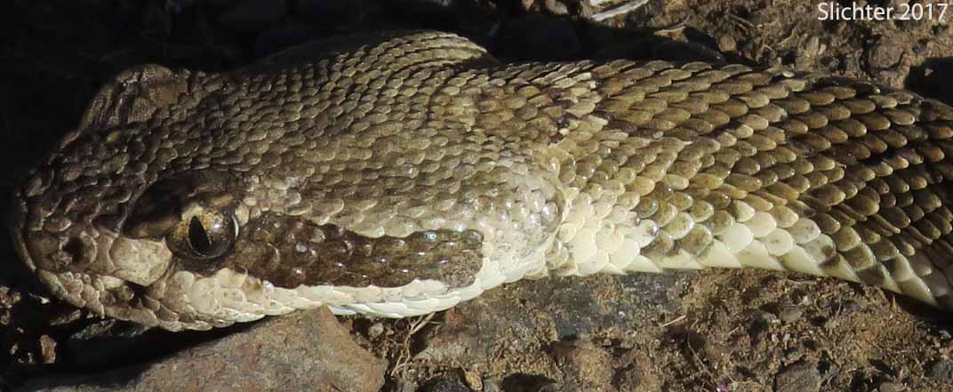 Western Rattlesnake: Crotalus viridis