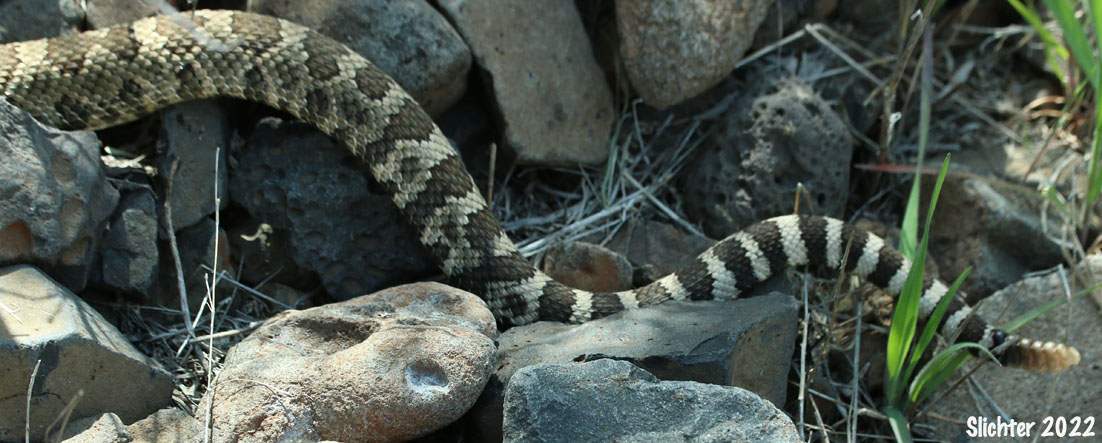 Western Rattlesnake: Crotalus viridis