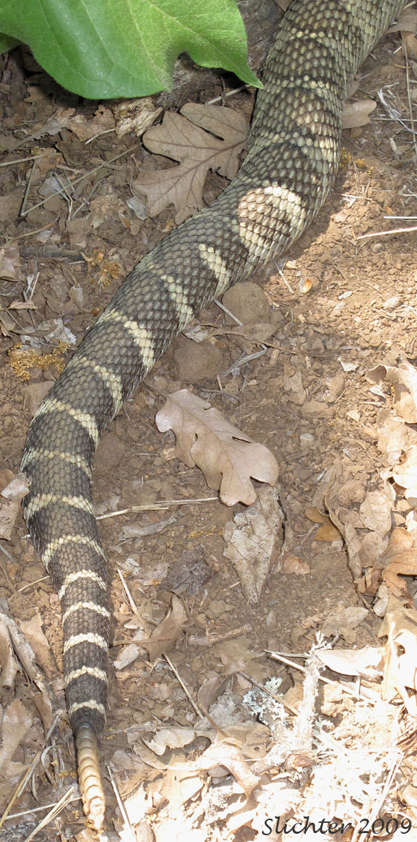 Tail and rattles of Western Rattlesnake: Crotalus viridis