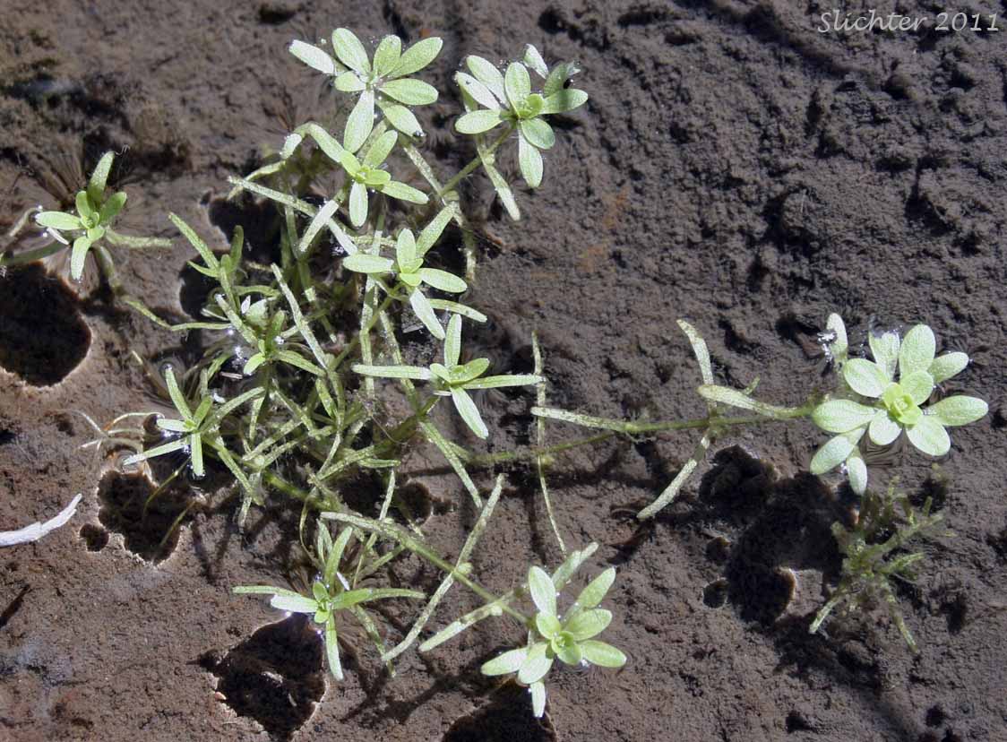 Bolander's Water Starwort, Different-leaved Water Starwort, Two-headed Water-starwort: Callitriche heterophylla var. bolanderi (Synonyms: Callitriche bolanderi, Callitriche heterophylla ssp. bolanderi)