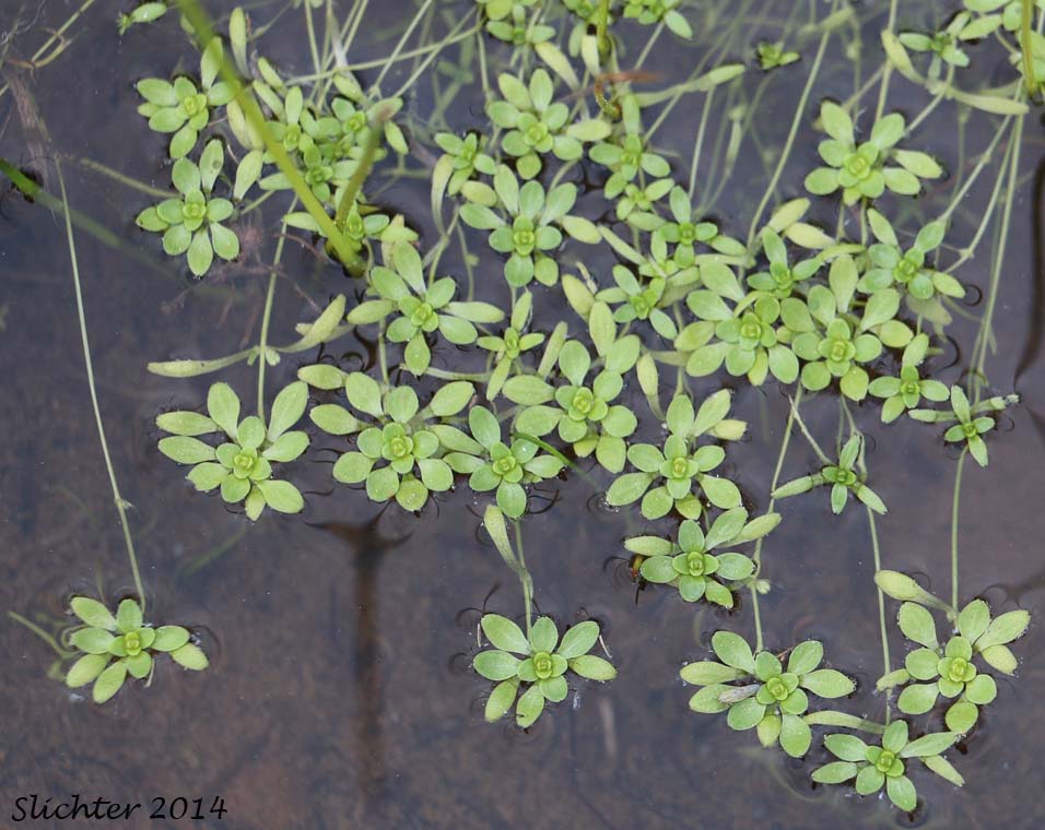 Spring Water-starwort, Spring Water Starwort, Vernal Water-starwort, Vernal Water Starwort: Callitriche palustris (Synonyms: Callitriche anceps, Callitriche palustris var. verna, Callitriche verna)