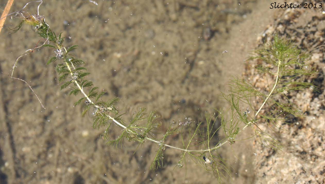 American Milfoil, Common Water Milfoil, Northern Water-milfoil, Shortspike Water-milfoil, Siberian Water-milfoil: Myriophyllum sibiricum (Synonyms: Myriophyllum exalbescens, Myriophyllum spicatum var. exalbescens) ?