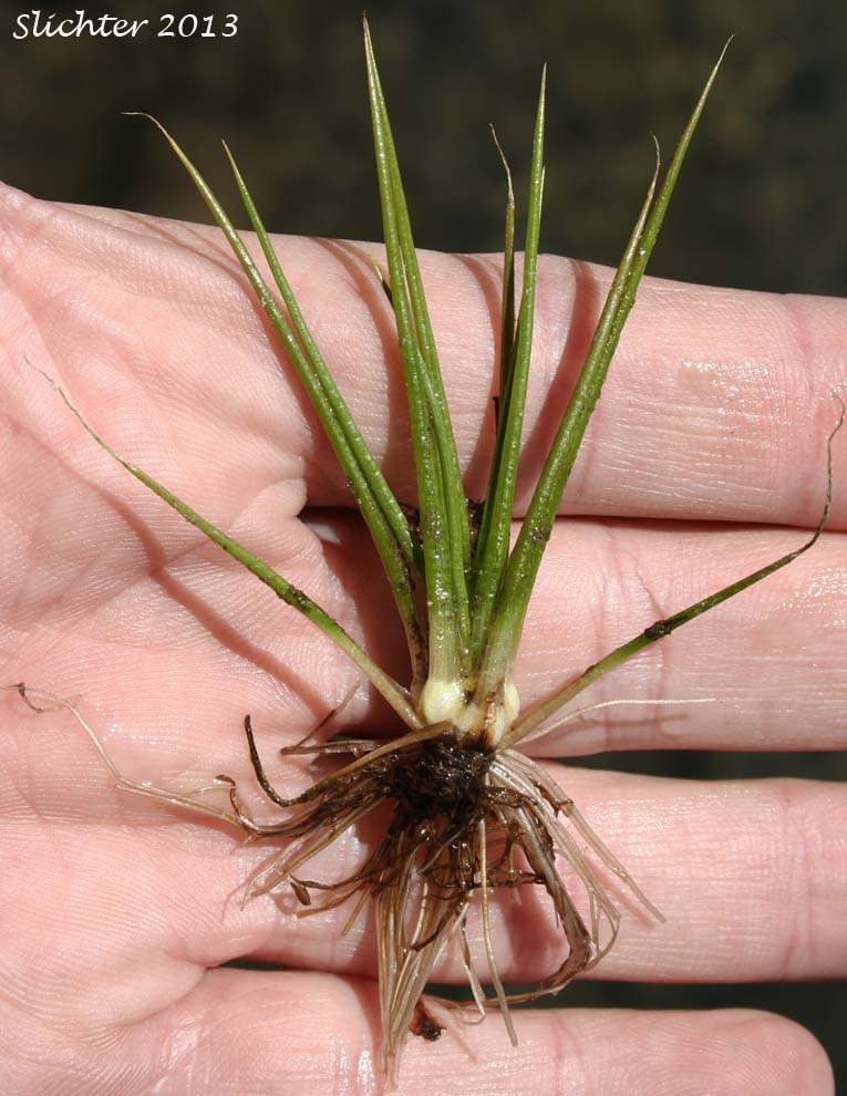 Bolander's Quillwort: Isoetes bolanderi (Synonyms: Isoetes bolanderi var. bolanderi, Isoetes bolanderi var. parryi, Isoetes bolanderi var. pygmaea, Isoetes californica, Isoetes pygmaea)