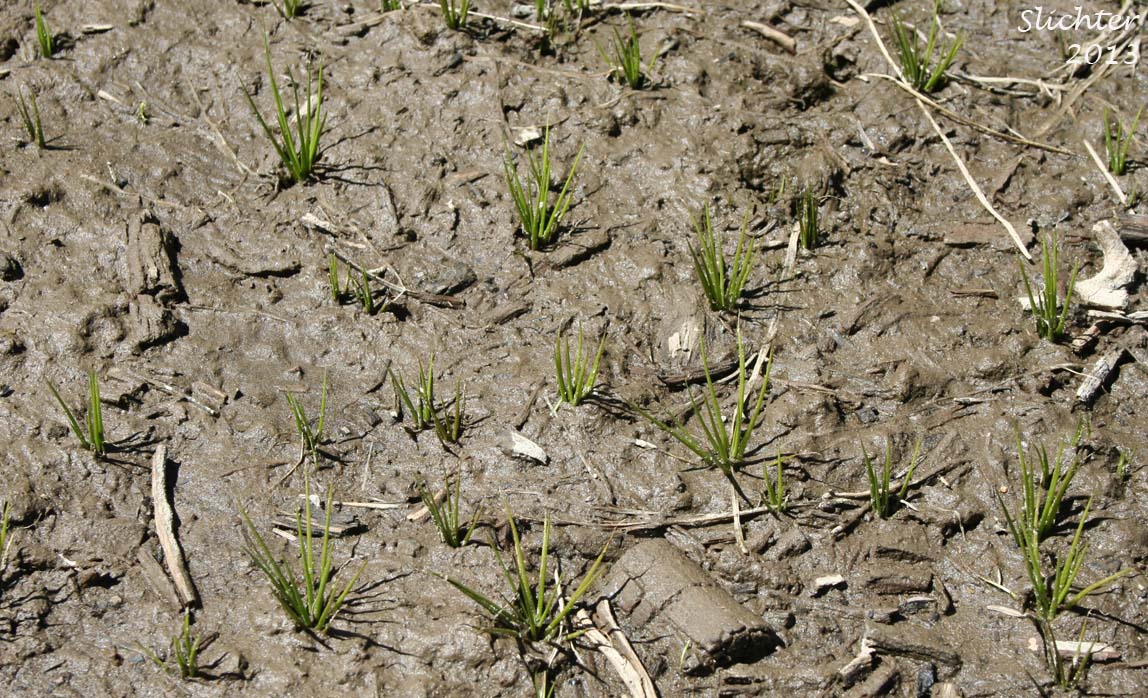 Mudflat habitat of what appears to be Bolander's Quillwort: Isoetes bolanderi (Synonyms: Isoetes bolanderi var. bolanderi, Isoetes bolanderi var. parryi, Isoetes bolanderi var. pygmaea, Isoetes californica, Isoetes pygmaea)
