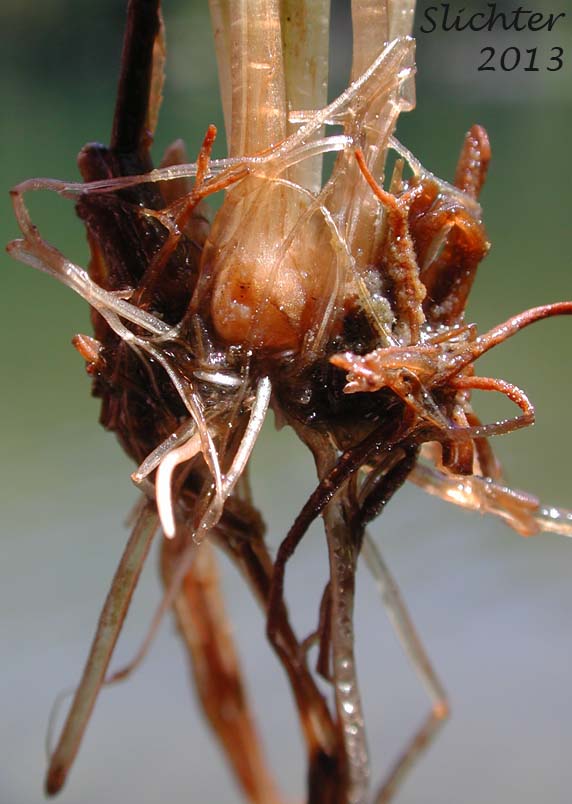 Bristle-like Quillwort, Spiny-spored Quillwort: Isoetes tenella (Synonyms: Isoetes braunii, Isoetes echinospora, Isoetes echinospora var. braunii, Isoetes echinospora var. muricata, Isoetes muricata, Isoetes setacea)