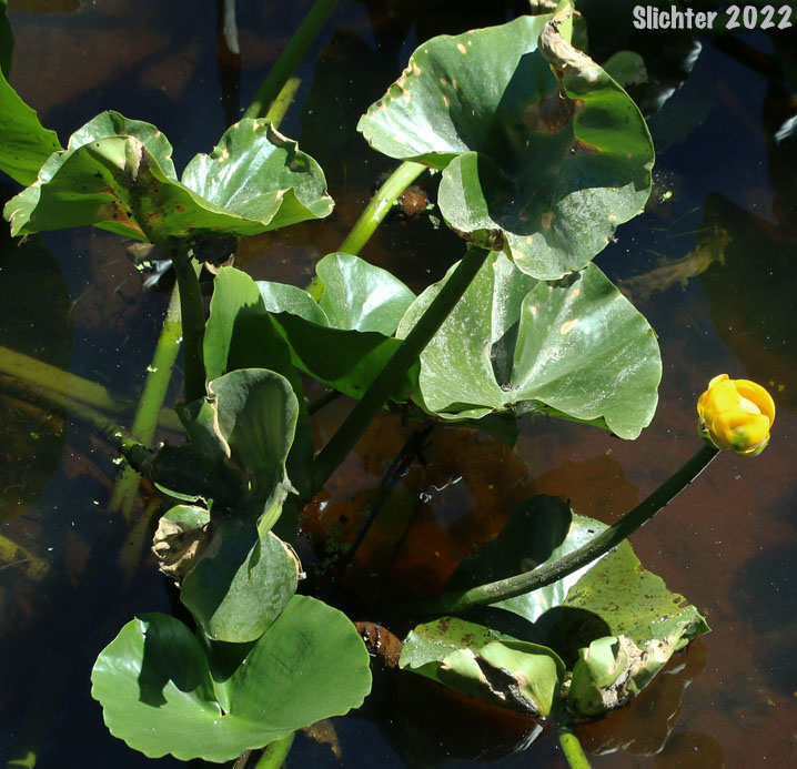 Spatterdock, Wakas, Yellow Pond Lily: Nuphar polysepala (Synonyms: Nuphar lutea, Nuphar lutea ssp. polysepala, Nuphar polysepalum, Nymphaea polysepala)