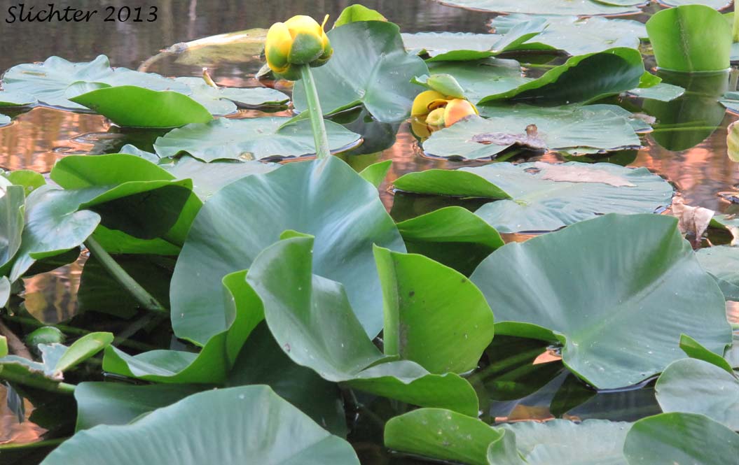 Spatterdock, Wakas, Yellow Pond Lily: Nuphar polysepala (Synonyms: Nuphar lutea, Nuphar lutea ssp. polysepala, Nuphar polysepalum, Nymphaea polysepala)