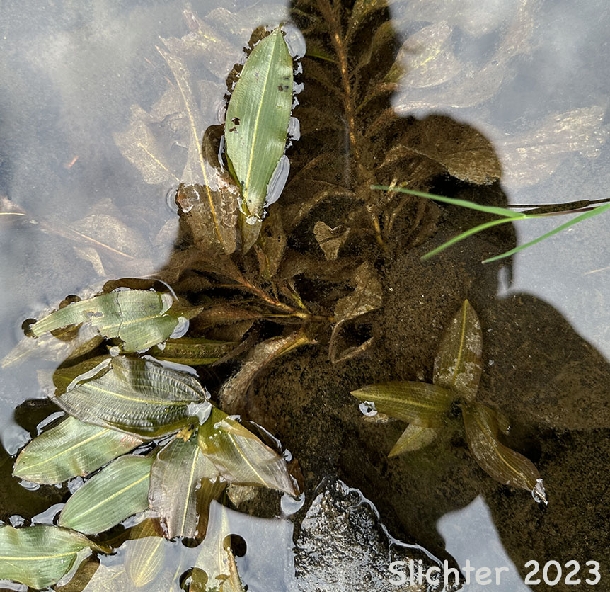 Illinois Pondweed: Potamogeton illinoensis (Synonyms: Potamogeton angustifolius, Potamogeton heterophyllus, Potamogeton lucens)