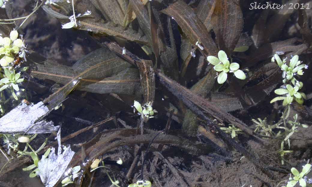 Fern Pondweed, Robbins' Pondweed: Potamogeton robbinsii
