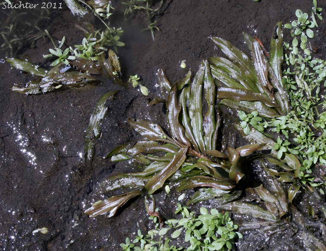 Fern Pondweed, Robbins' Pondweed: Potamogeton robbinsii
