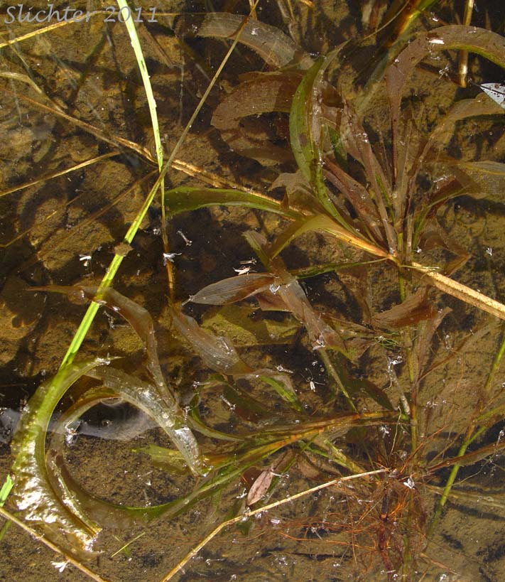 Unidentified pondweed #1