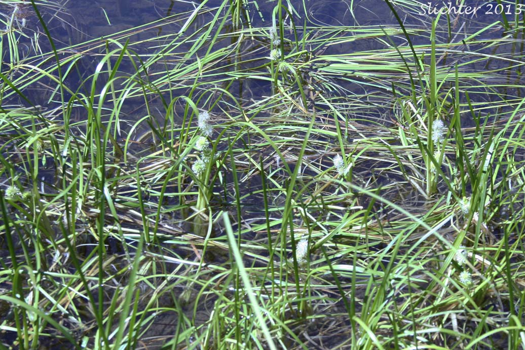 Simplestem Bur-reed, Simple-stem Bur-reed: Sparganium emersum (Synonyms: Sparganium angustifolium ssp. emersum, Sparganium chlorocarpum, Sparganium chlorocarpum var. acaule, Sparganium emersum ssp. acaule, Sparganium emersum ssp. emersum, Sparganium emersum var. emersum, Sparganium simplex, Sparganium simplex var. simplex)