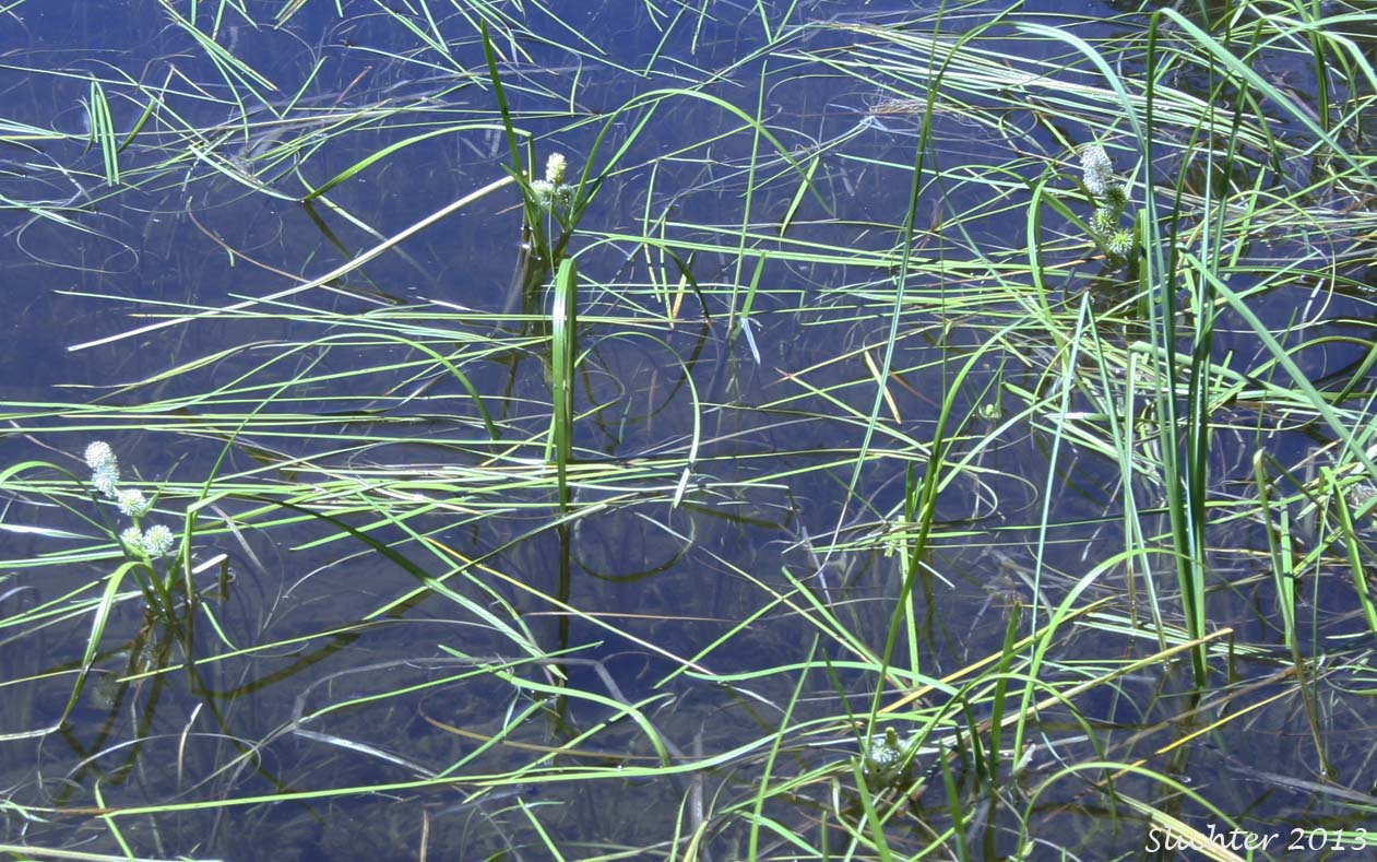 Simplestem Bur-reed, Simple-stem Bur-reed: Sparganium emersum (Synonyms: Sparganium angustifolium ssp. emersum, Sparganium chlorocarpum, Sparganium chlorocarpum var. acaule, Sparganium emersum ssp. acaule, Sparganium emersum ssp. emersum, Sparganium emersum var. emersum, Sparganium simplex, Sparganium simplex var. simplex)